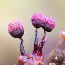 Attēlu rezultāti vaicājumam “Cribraria purpurea macro”