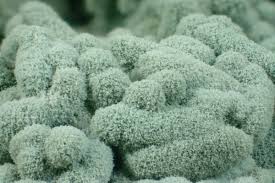 Attēlu rezultāti vaicājumam “Crustoderma dryinum”