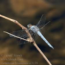 Attēlu rezultāti vaicājumam “Orthetrum brunneum”