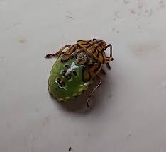 Attēlu rezultāti vaicājumam “Elasmucha grisea”