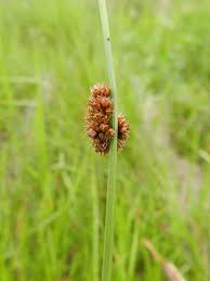 Attēlu rezultāti vaicājumam “Juncus conglomeratus”
