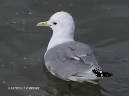 Attēlu rezultāti vaicājumam “Rissa tridactyla”