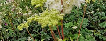 Attēlu rezultāti vaicājumam “Filipendula ulmaria  leaf”