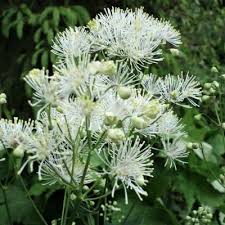Attēlu rezultāti vaicājumam “Thalictrum aquilegifolium bud”