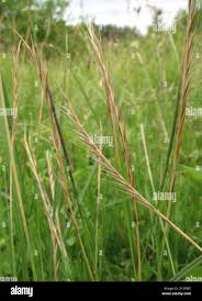 Attēlu rezultāti vaicājumam “Nardus stricta leaf”