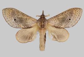 Attēlu rezultāti vaicājumam “Lasiocampidae”