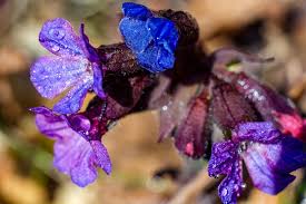 Attēlu rezultāti vaicājumam “Pulmonaria obscura flower”
