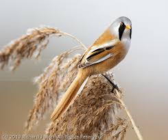 Attēlu rezultāti vaicājumam “Panurus biarmicus male”