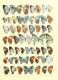 Attēlu rezultāti vaicājumam “Theclinae”