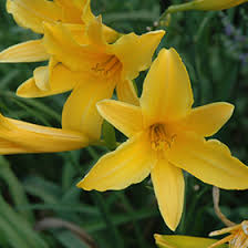 Attēlu rezultāti vaicājumam “Hemerocallis lilioasphodelus”