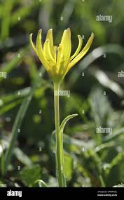 Attēlu rezultāti vaicājumam “Gagea pratensis flower”