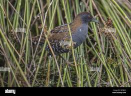 Image result for Porzana pusilla