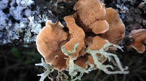 Attēlu rezultāti vaicājumam “Steccherinum ochraceum”