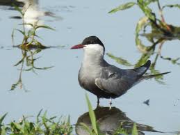 Attēlu rezultāti vaicājumam “Chlidonias hybrida adult”