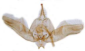 Attēlu rezultāti vaicājumam “Platyptilia gonodactyla imago”