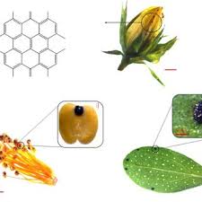 Attēlu rezultāti vaicājumam “Hypericum perforatum fruit”