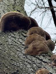 Attēlu rezultāti vaicājumam “Coriolopsis trogii”