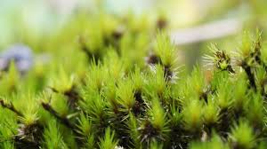 Attēlu rezultāti vaicājumam “Campylopus introflexus”