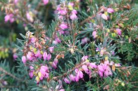 Attēlu rezultāti vaicājumam “Erica x darleyensis flower”