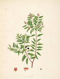 Attēlu rezultāti vaicājumam “Santalaceae”