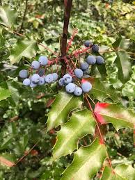 Attēlu rezultāti vaicājumam “Mahonia aquifolium fruit”