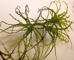 Attēlu rezultāti vaicājumam “Najas minor leaf”