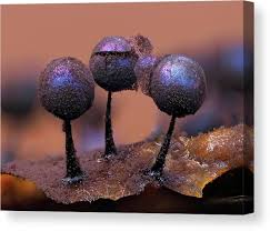 Attēlu rezultāti vaicājumam “Lamproderma violaceum macro”