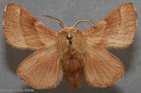 Attēlu rezultāti vaicājumam “Lasiocampidae”