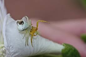 Attēlu rezultāti vaicājumam “Thomisidae”