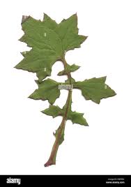 Attēlu rezultāti vaicājumam “Mycelis muralis leaf”