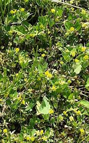 Attēlu rezultāti vaicājumam “Trifolium dubium leaf”