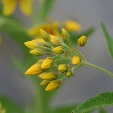 Attēlu rezultāti vaicājumam “Lysimachia vulgaris fruit”