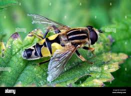 Attēlu rezultāti vaicājumam “Helophilus pendulus”