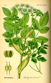 Image result for Angelica archangelica