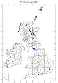 Attēlu rezultāti vaicājumam “Bacidia subincompta”