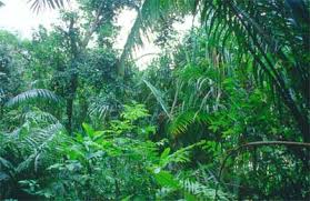 Tropical Rainforest