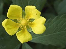 Attēlu rezultāti vaicājumam “Potentilla reptans”
