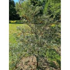 Attēlu rezultāti vaicājumam “Hippophae rhamnoides female flower”