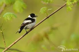 Image result for Ficedula albicollis