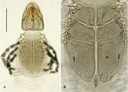 Attēlu rezultāti vaicājumam “Hydrachna”