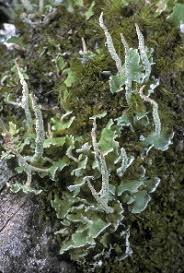 Attēlu rezultāti vaicājumam “Cladonia coniocraea”