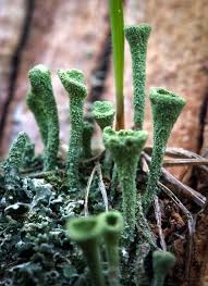 Attēlu rezultāti vaicājumam “Cladonia fimbriata”