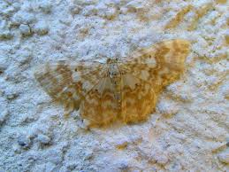 Attēlu rezultāti vaicājumam “Hydrelia flammeolaria”