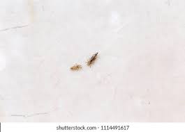 Attēlu rezultāti vaicājumam “Phthiraptera”