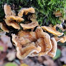 Attēlu rezultāti vaicājumam “Stereum hirsutum”