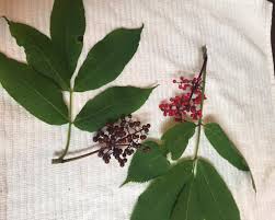 Attēlu rezultāti vaicājumam “Sambucus racemosa leaf”