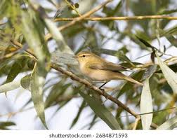 Attēlu rezultāti vaicājumam “Phylloscopus collybita”