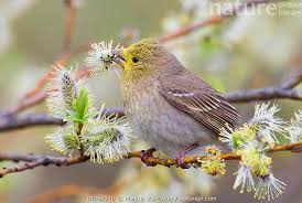 Attēlu rezultāti vaicājumam “Carpodacus erythrinus”
