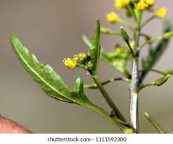 Attēlu rezultāti vaicājumam “Rorippa palustris fruit”