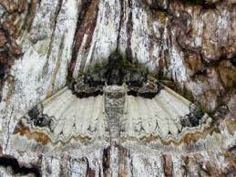 Attēlu rezultāti vaicājumam “Catarhoe cuculata”